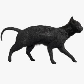 3D Black Cat (Rigged) model